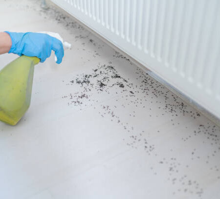 Woman Spraying Insecticide With Sprayer At Home Woman Spraying Insecticide With Sprayer At Home